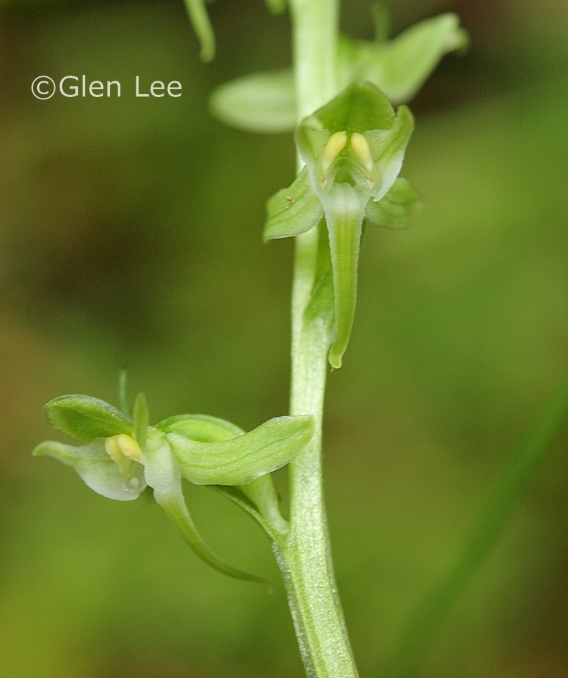 Platanthera obtusata photos Saskatchewan Wildflowers